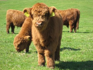 800px-Highland_Cattle_4